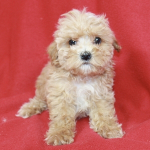 puppies for sale in boca raton