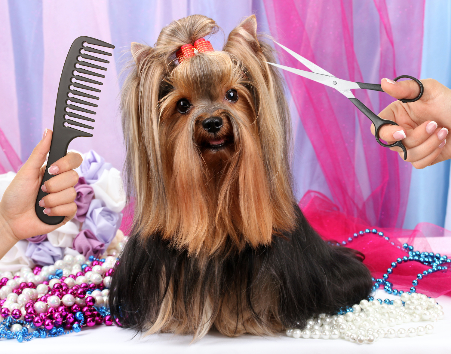 download bow wow dog grooming near me