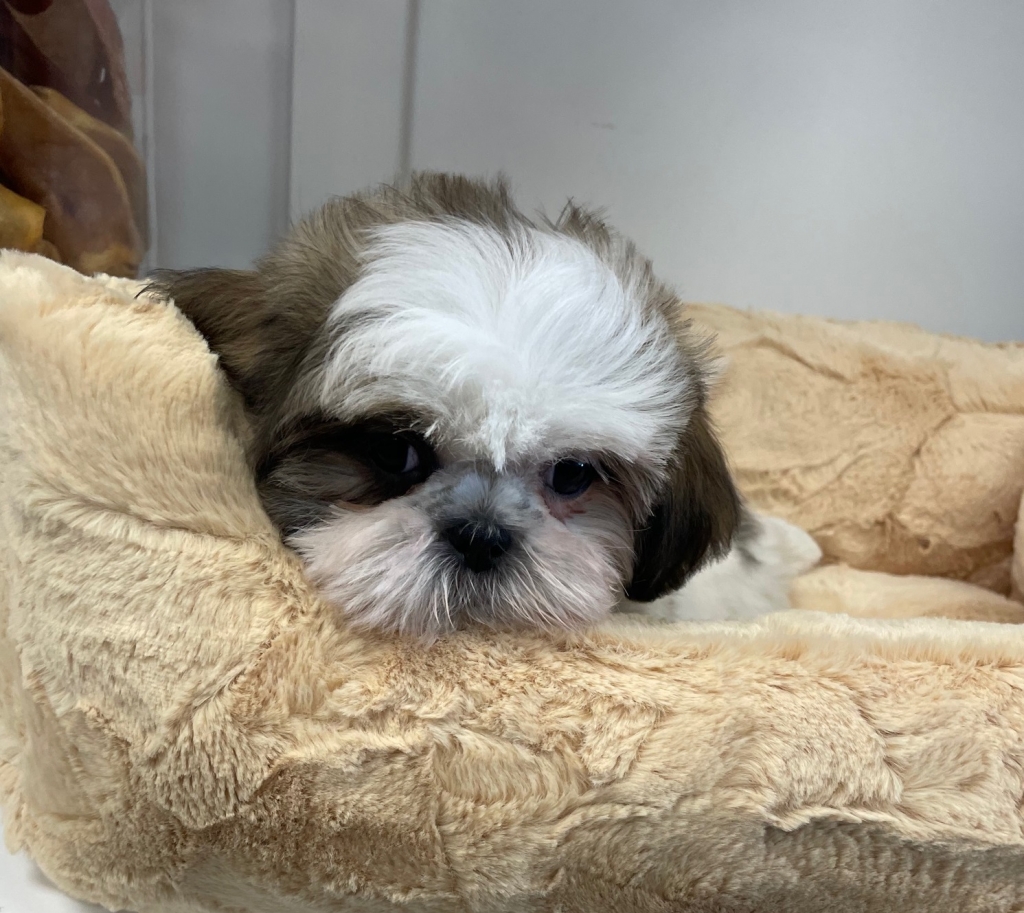 Be the first to review “Shaggy (Shih-Tzu)” Cancel reply