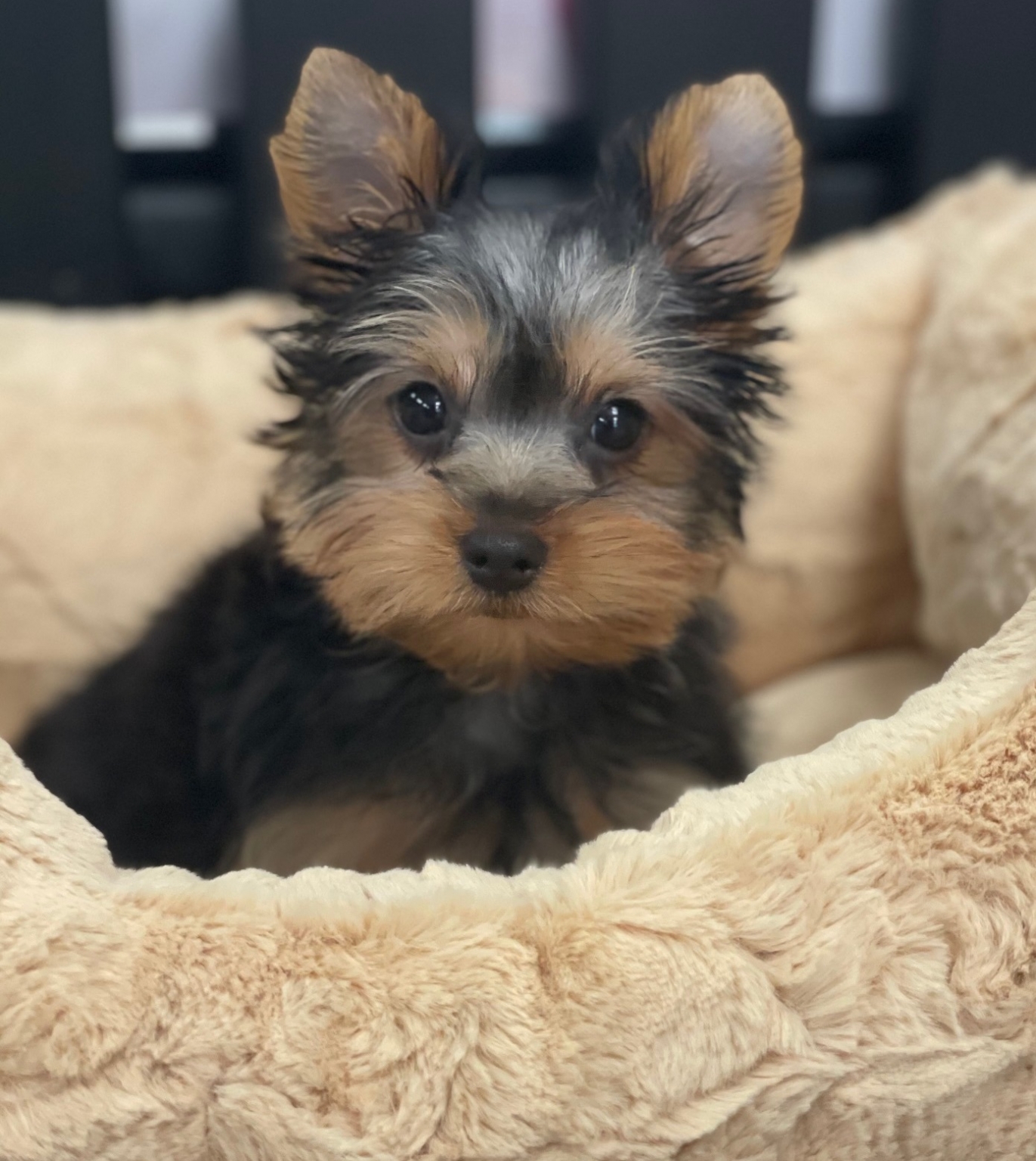 Homepage Puppies For Sale Yorkie Puppies For Sale Cortland (Yorkie)
