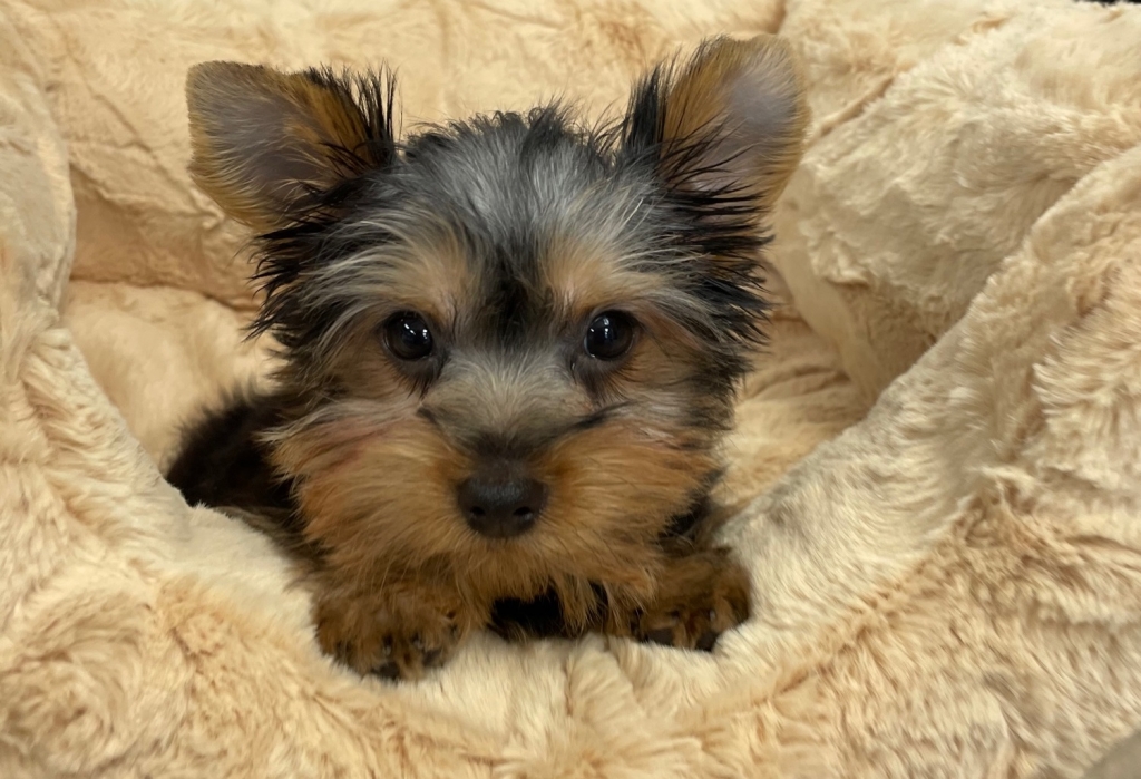 Be the first to review “Cortland (Yorkie)” Cancel reply