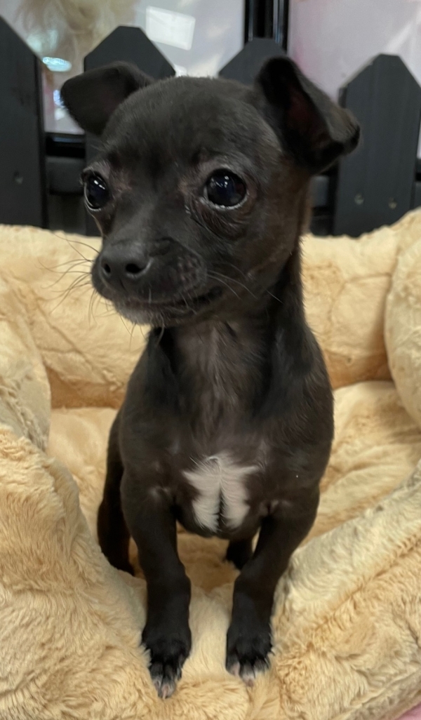 puppies for sale in boca raton