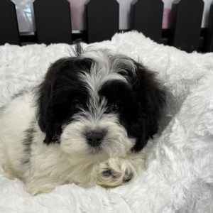 puppies for sale in boca raton