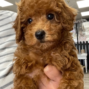 puppies for sale in boca raton