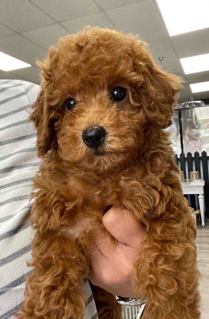 Red (Toy Poodle) Love My Puppy Boca Raton