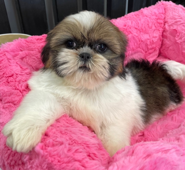 puppies for sale in boca raton