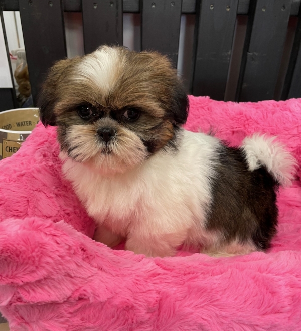 puppies for sale in boca raton