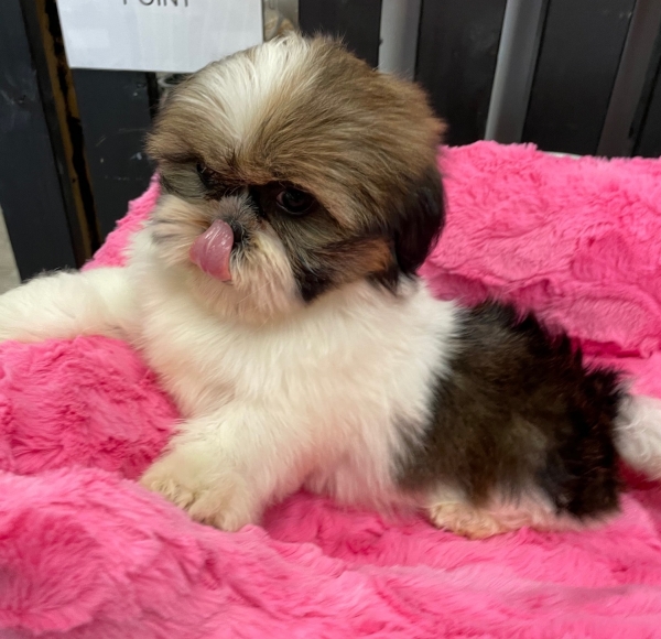 puppies for sale in boca raton