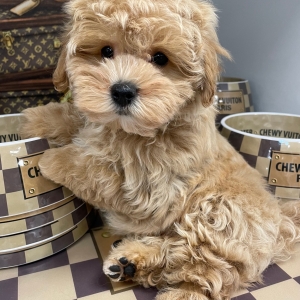 puppies for sale in boca raton