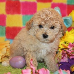 puppies for sale in boca raton