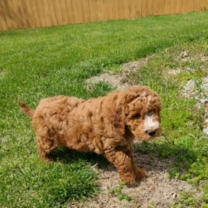 puppies for sale in boca raton