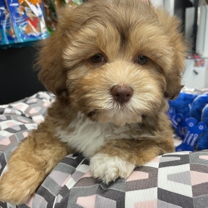 puppies for sale in boca raton