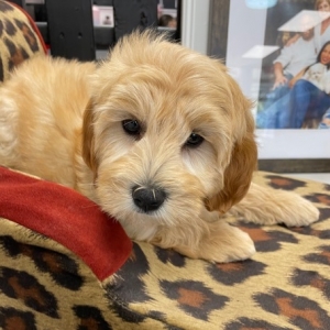 puppies for sale in boca raton