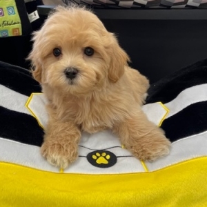 puppies for sale in boca raton