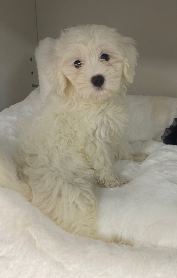 puppies for sale in boca raton