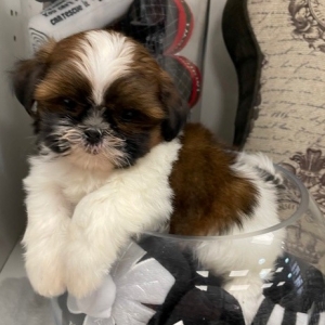 puppies for sale in boca raton