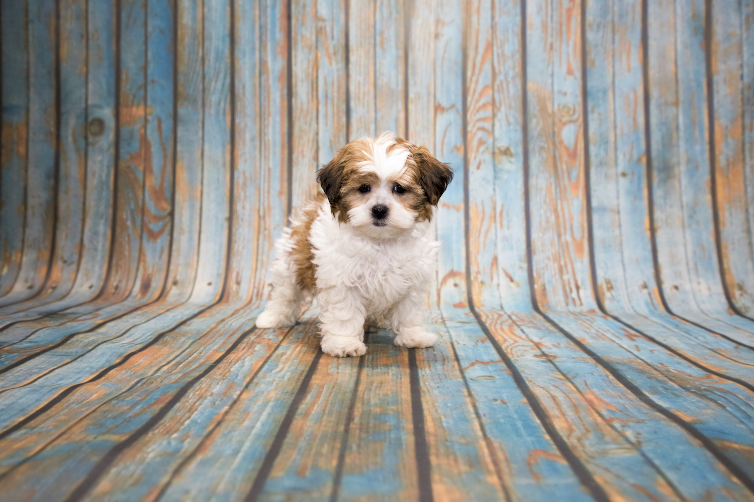 Mini Poodle Boca Raton