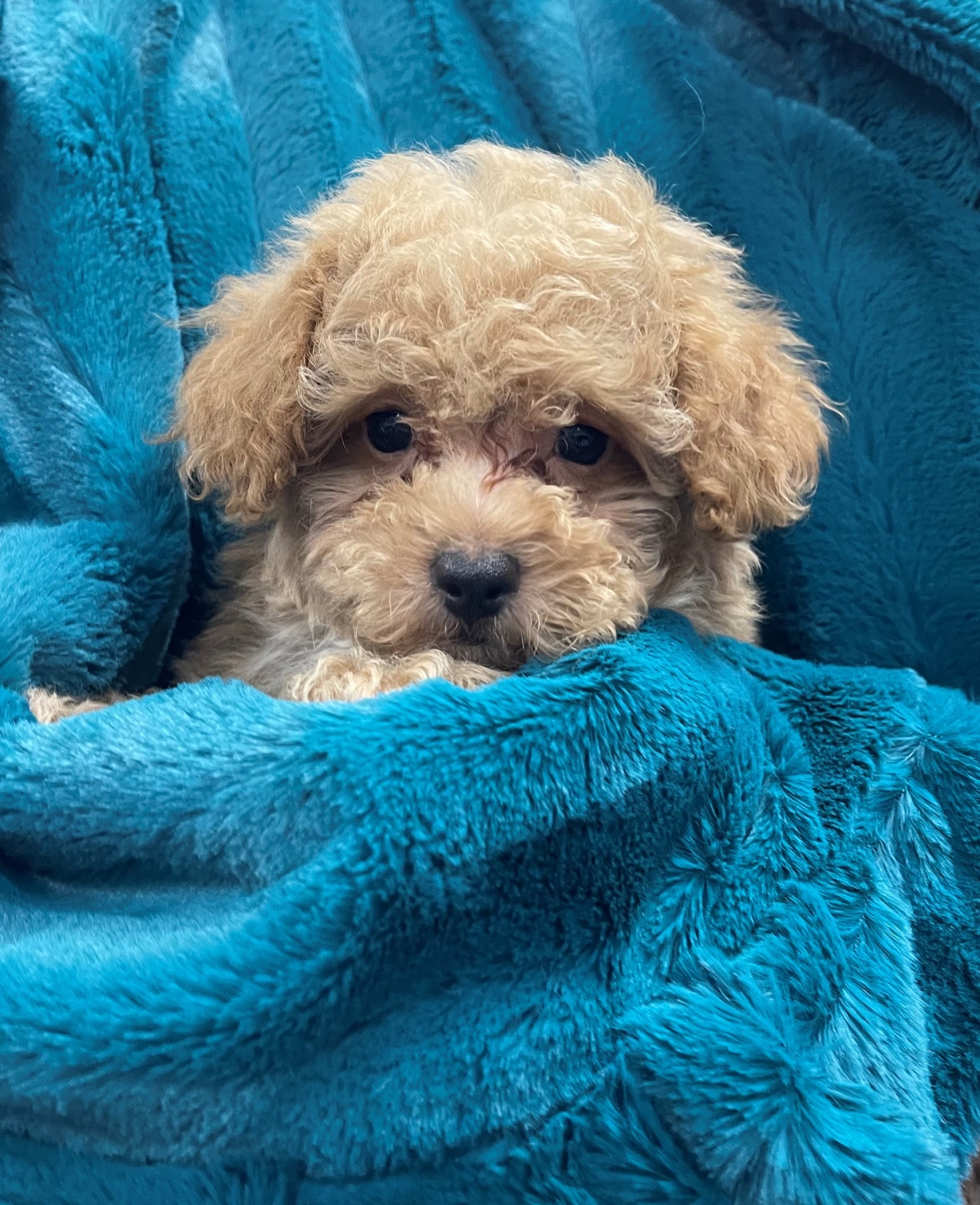 Lincoln Toy Poodle for Sale in Boca Raton