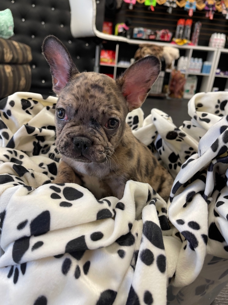 Marble (Frenchie)