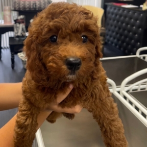 puppies for sale in boca raton