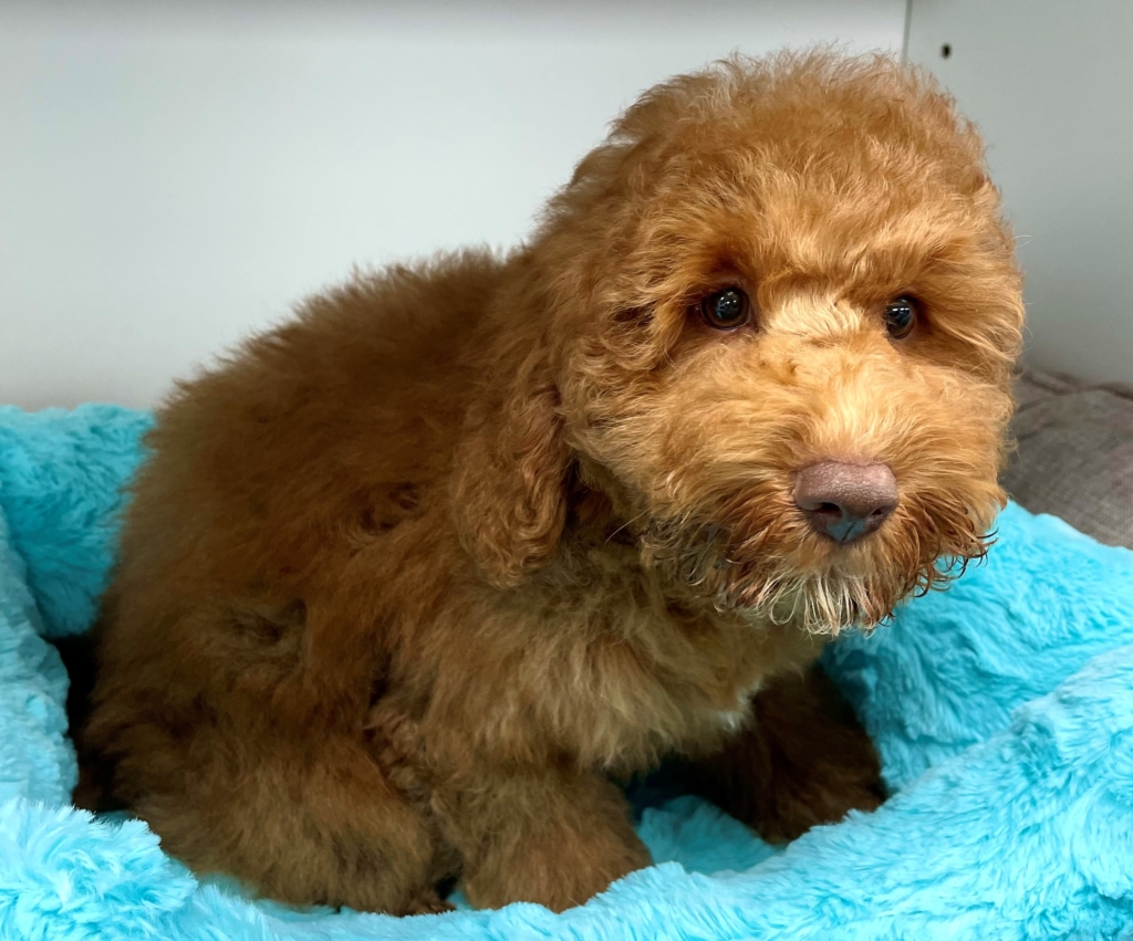 Otis (Mini Goldendoodle) Love My Puppy Boca Raton