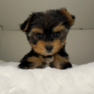 Tennessee (Yorkie)