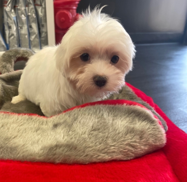 puppies for sale in boca raton