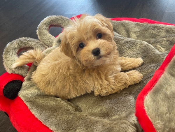 puppies for sale in boca raton