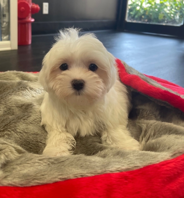 puppies for sale in boca raton