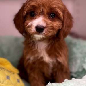 Stormy (Cavapoo)