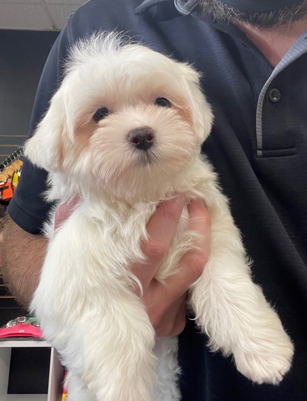 puppies for sale in boca raton