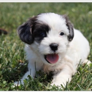 puppies for sale in boca raton