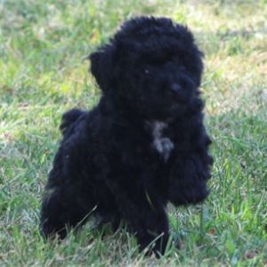 puppies for sale in boca raton