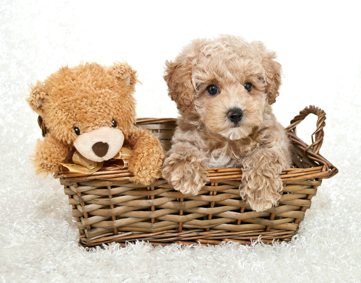 Toy Poodle Puppies Delray Beach