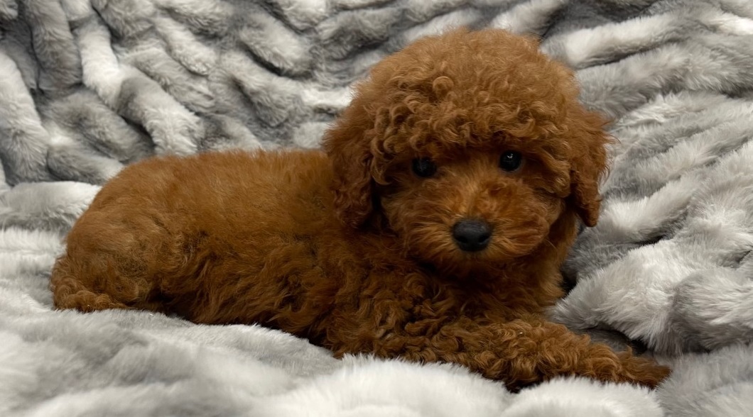 toy poodle puppies brown