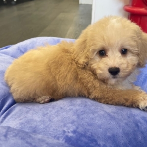 puppies for sale in boca raton