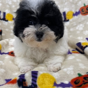 puppies for sale in boca raton