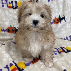 puppies for sale in boca raton