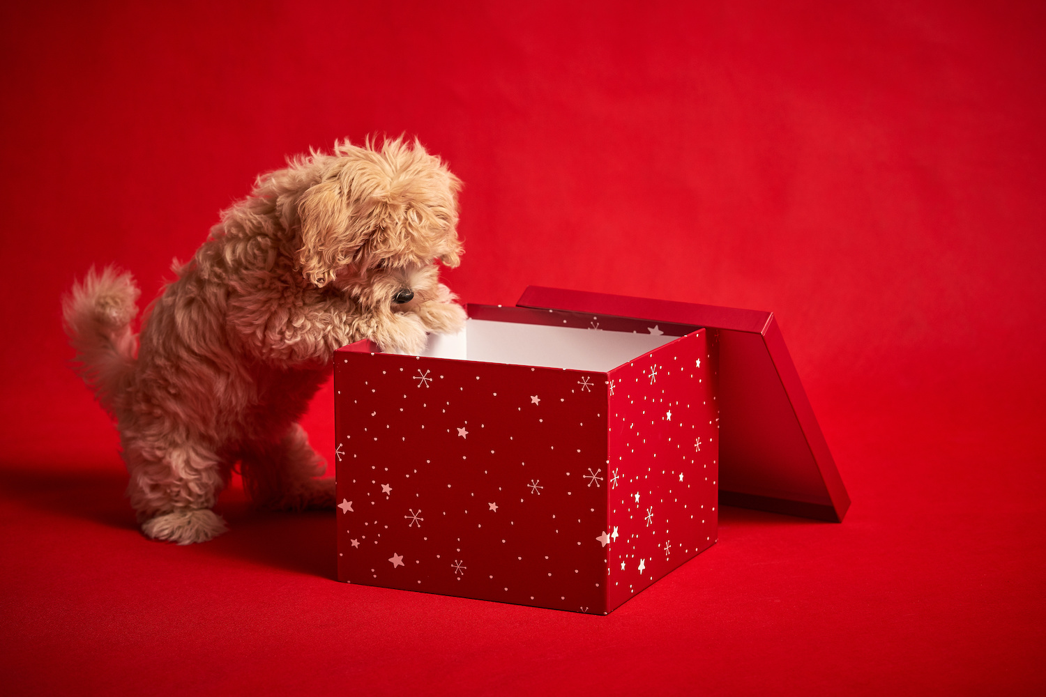 5-holiday-gift-ideas-for-your-fur-baby-from-a-puppy-store-near-me-in-33432-love-my-puppy-boca