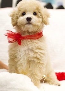 Butter (Teacup Poodle)