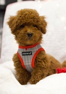 Spectre (Mini Goldendoodle)