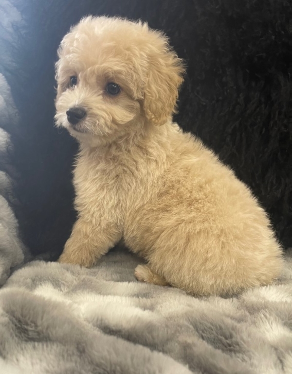 puppies for sale in boca raton