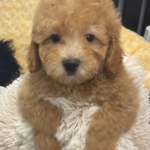 puppies for sale in boca raton