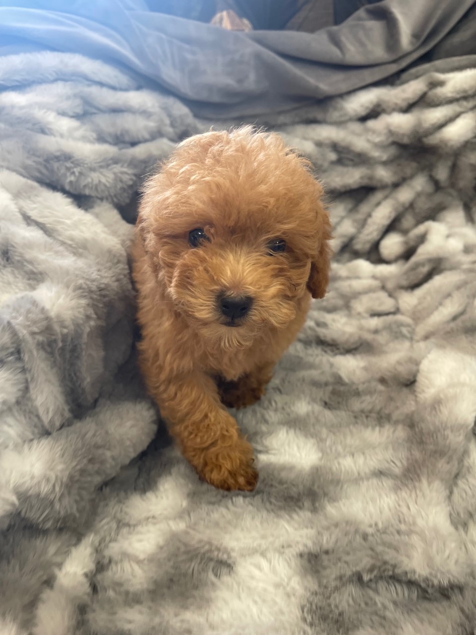 Puppy Spotlight: Meet Unique, Toy Poodle for Sale in Boca Raton - Love My  Puppy