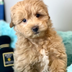 puppies for sale in boca raton