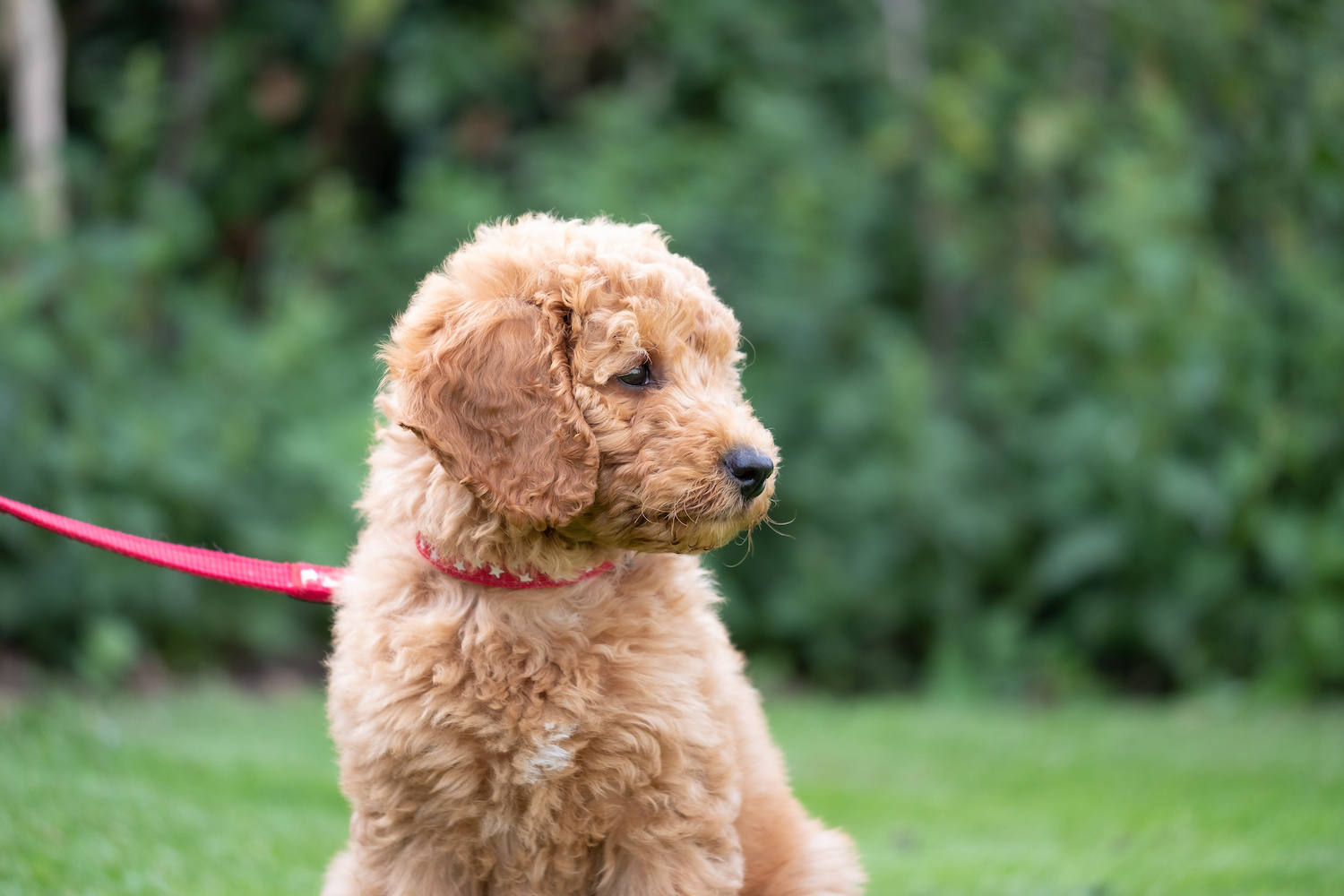 Toy Poodle for Sale West Palm Beach