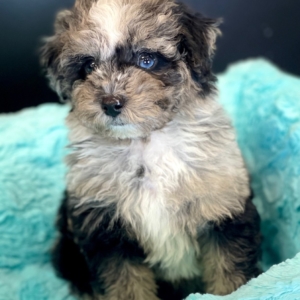 puppies for sale in boca raton