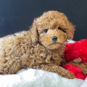 puppies for sale in boca raton