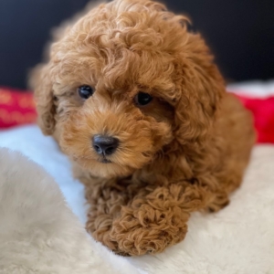 puppies for sale in boca raton