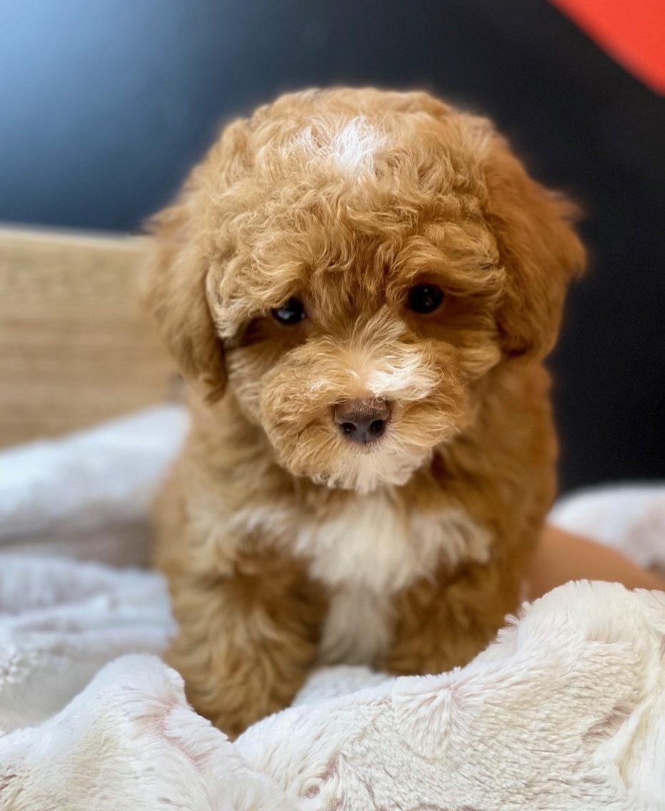 Madonna Toy Poodle Love My Puppy